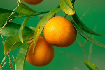 CYPRUS LARNAKA TANGERINE TREE