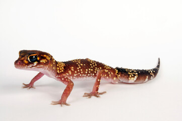 Thick-tailed gecko // Australischer Dickschwanzgecko (Underwoodisaurus milii)