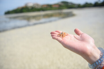 Small crab on a woman hand with a beach view