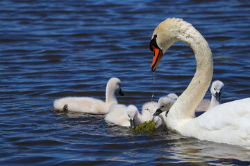 Obraz premium Kleine Höckerschwan-Küken fressen ihre ersten Algen auf einem See in Bayern