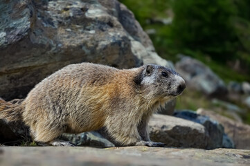 Murmeltier Marmota Munggen Mankei Tier Winterschlaf Alpen Nagetier Fell Sommer Fels Höhle Bau Familie Schweiz Pfiffe sozial Zermatt wild zahm Eichhörnchen Gangsystem Schutz Versteck Ohren Salbe