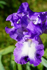Close up of a purple and white bearded iris flower in bloom