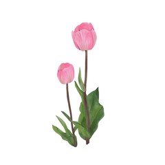 チューリップ　線画なし