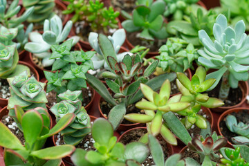 Obraz premium Collection of different small succulent potted plants