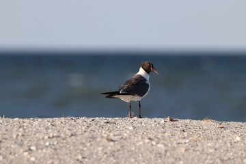 seagull on the beach