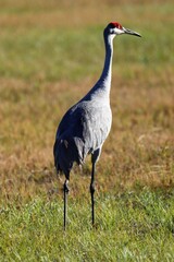 Obraz premium grey crowned crane