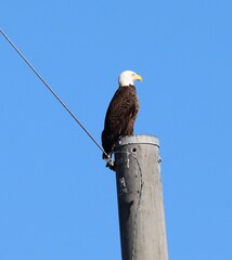 Fototapeta premium bald eagle on a power line