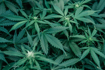 Naklejka na ściany i meble Indoor Marijuana grow medical. Growing cbd thc cannabis. Green sativa background.