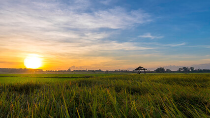 The beautiful green rice fields and sunset