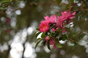 Obraz premium pink flowers