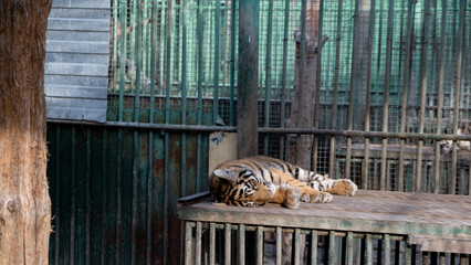 Little tiger in the zoo