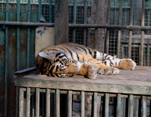 Little tiger in the zoo