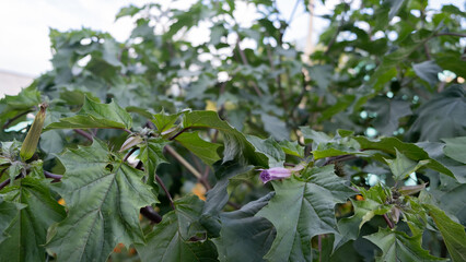 Interesting plants, beautiful flowers