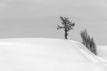 Fototapeta na wymiar Hokkaido: snow covered trees in winter