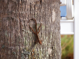 Lizard on Palm Tree