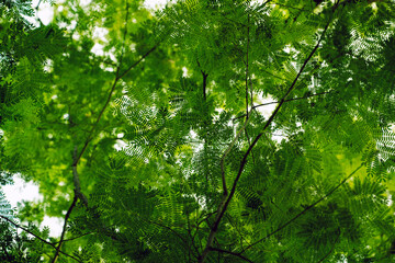 Fototapeta na wymiar green leaf Albizia morning monsoon forest 