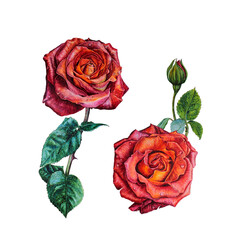 Roses. Set of watercolor botanical illustrations with flowers isolated on white background.