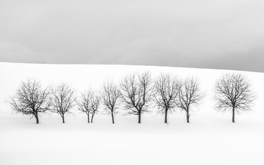 Hokkaido: tree in snow