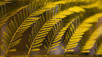 Fototapeta premium close up of yellow leaves