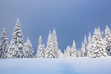 Winter foggy forest. Lawn covered in snow. Natural landscape. Snowy background. Free space for text. Wallpaper background. Touristic resort.