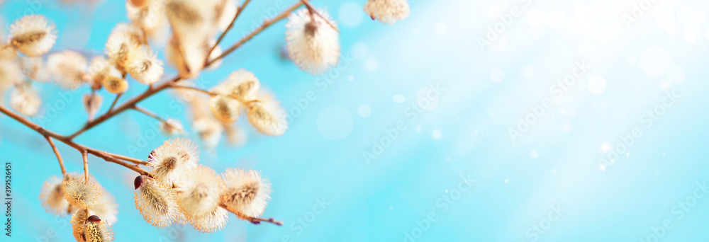 Poster colorful natural spring easter background. blooming fluffy willow branches in spring close-up with s
