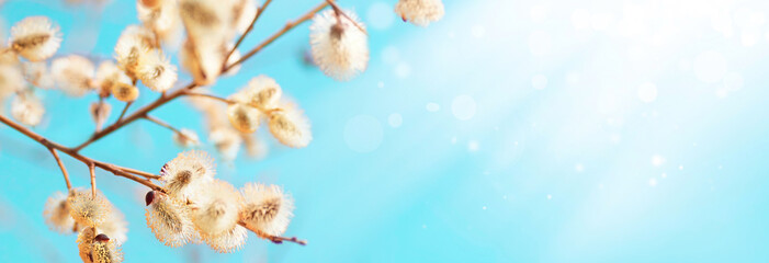 Colorful natural spring Easter  background. Blooming fluffy willow branches in spring close-up with soft focus on nature macro against blue sky in sunlight. © Laura Pashkevich