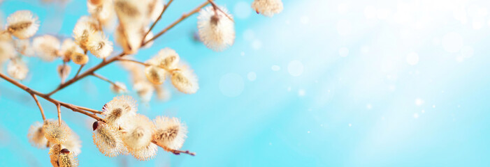 Colorful natural spring Easter  background. Blooming fluffy willow branches in spring close-up with...