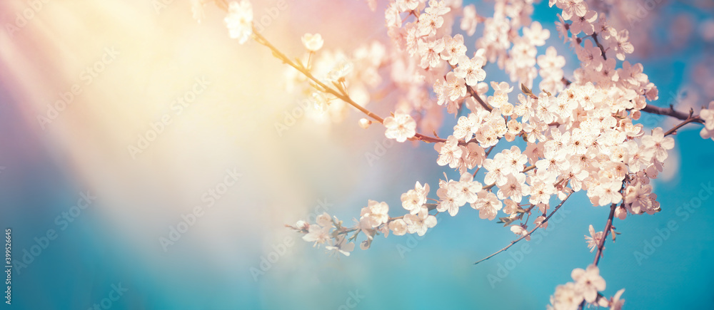 Aufkleber beautiful spring background with branch of blossoming tree and flash of sun in nature. pink spring f