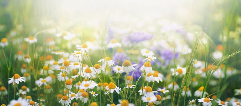 Many bright field daisies in nature in sunlight with soft focus. Chamomiles in spring and summer in meadow, airy artistic image.