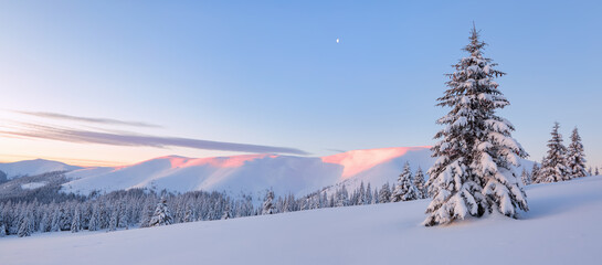 Awesome sunrise. A panoramic view of the covered with frost trees in the snowdrifts. High mountains...