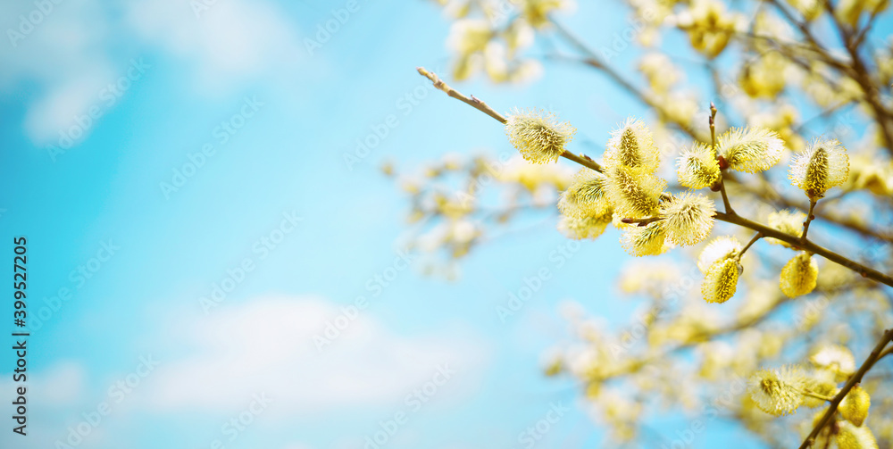 Aufkleber blooming fluffy willow branches in spring close-up on nature macro on blue background sky with white