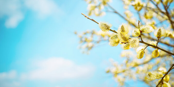 Blooming fluffy willow branches in spring close-up on nature macro on blue background sky with white clouds in sunlight.