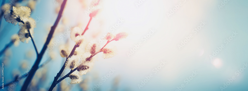 Poster blooming fluffy willow branches in spring close-up on nature macro with soft focus on turquoise back