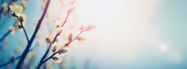 Blooming fluffy willow branches in spring close-up on nature macro with soft focus on turquoise...