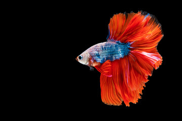 Rhythmic of betta splendens fighting fish over isolated black background. The moving moment beautiful of orange siamese betta fish with copy space.