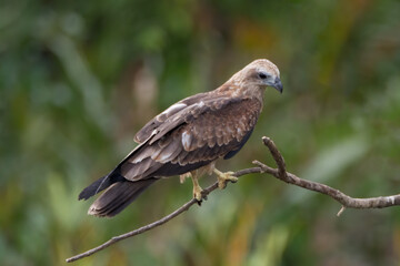 Juvenile Brahminy kite precariously perched