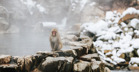 Snow monkeys soak in hot springs of Japan (温泉に入るニホンザル)
