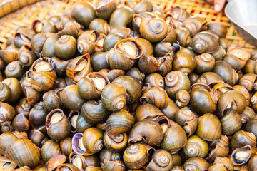 Sea boiled snails for sale from Thailand