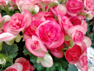 Pink begonias blooming in the flower garden