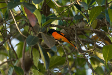 Male Orange Minivet perched in dense foliage