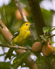Common Iora perched on a fruiting tree
