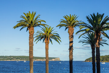 A group of palm trees against a clear blue sky in afternoon sunshine with a harbour background and headlands in the distance. Sydney, Australia.