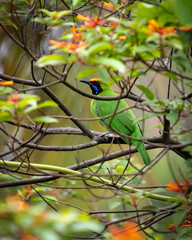 Golden-fronted leafbird - Male