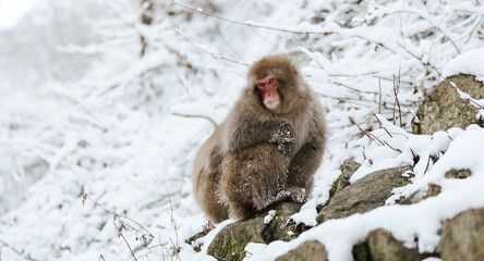 Snow monkeys of Japan (冬山のニホンザル)