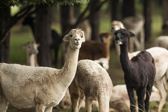 A group of white, brown and black alpaca in a rural field feeding on glass and trees.
