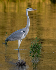 Grey Heron in golden waters