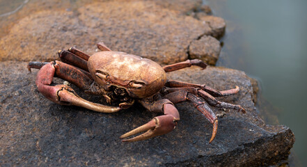 Giant Crab seychellum alluadi on a granite boulder along the coastline of Therese Island, Seychelles Archipelago, Indian Ocean.