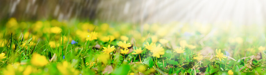 Obraz na płótnie Canvas Banner springtime background yellow meadow flowers in green grass blurred background