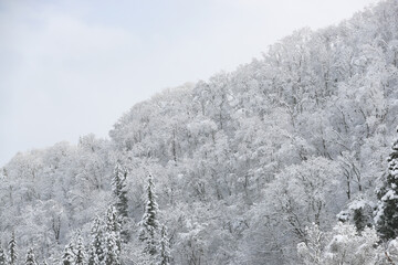 snow covered forest