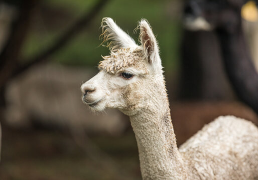 A profile portrait of the face of a young white Alpaca (Vicugna pacos) on a farm in a rural area.